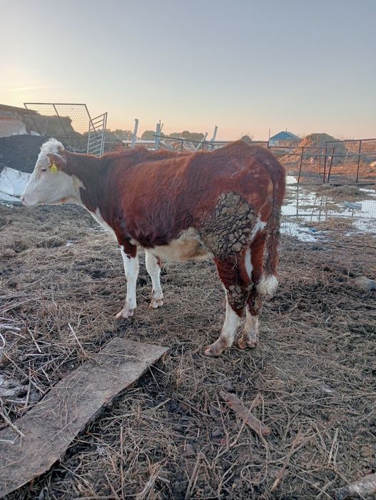 Продам телку 3х летка