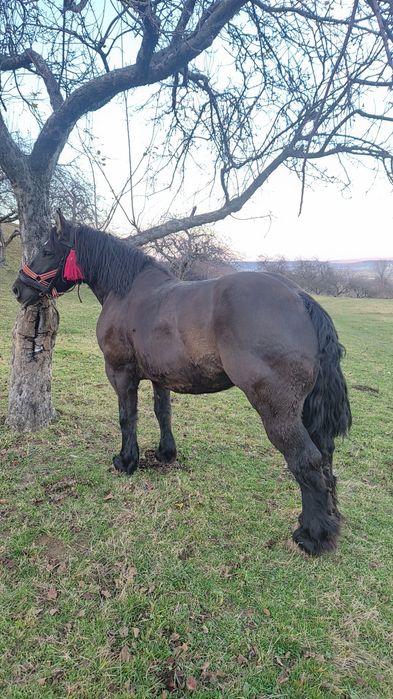 Iapa neagra de vanzare