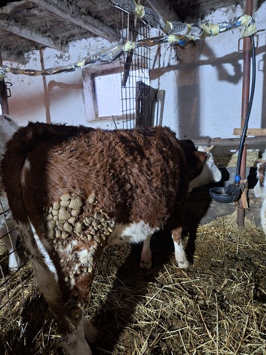 Vand vaci si juninci