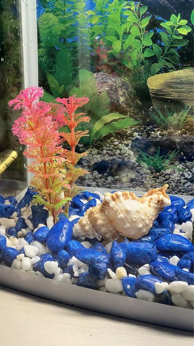 Akvarium srochna sotiladi