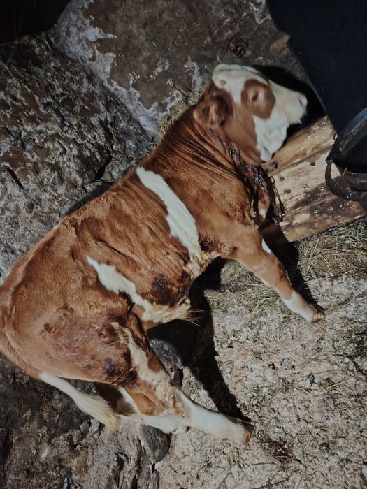 Tăuraș de vânzare