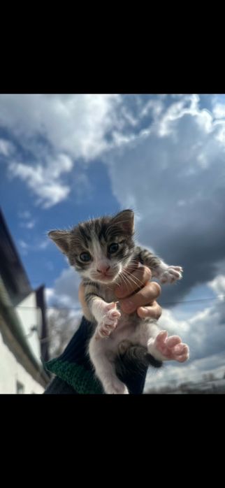 Отдам даром котят