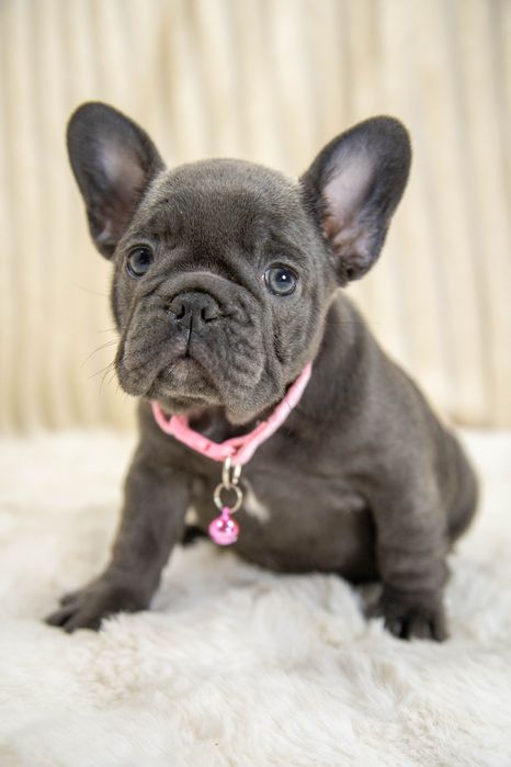 bulldog francez blue