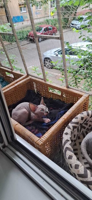 Pui pisica Sphynx/Sfinx/Sphinx