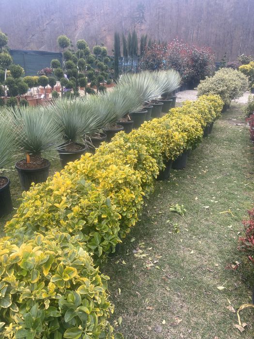 Plante pt interior /exterior