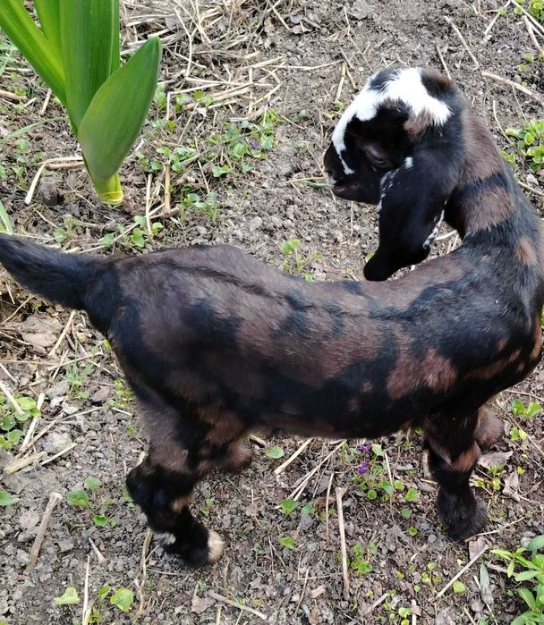 Козочки Нубийские