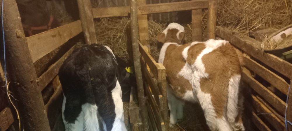 Vitei intarcati tauras si vitea