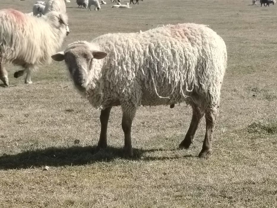 Miei țigăi de vânzare
