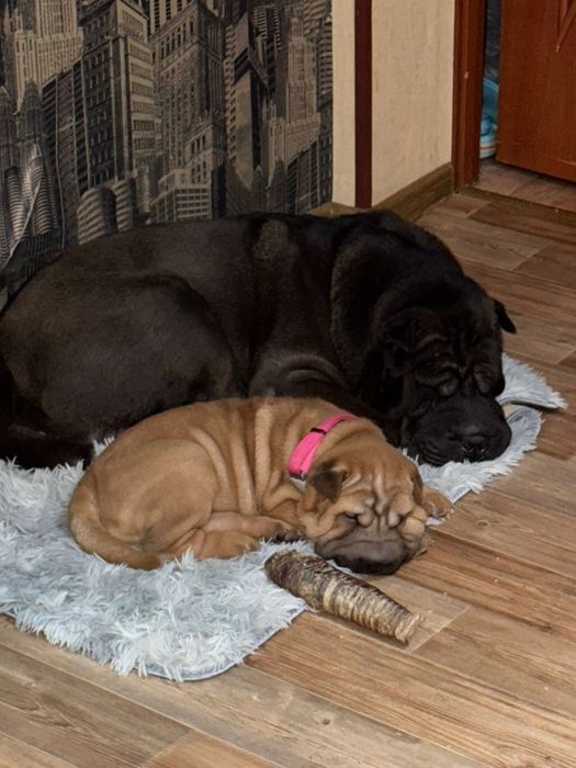 Продажа щенков шарпея