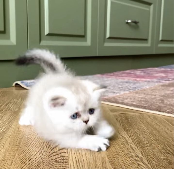 Котята манчкины из питомника