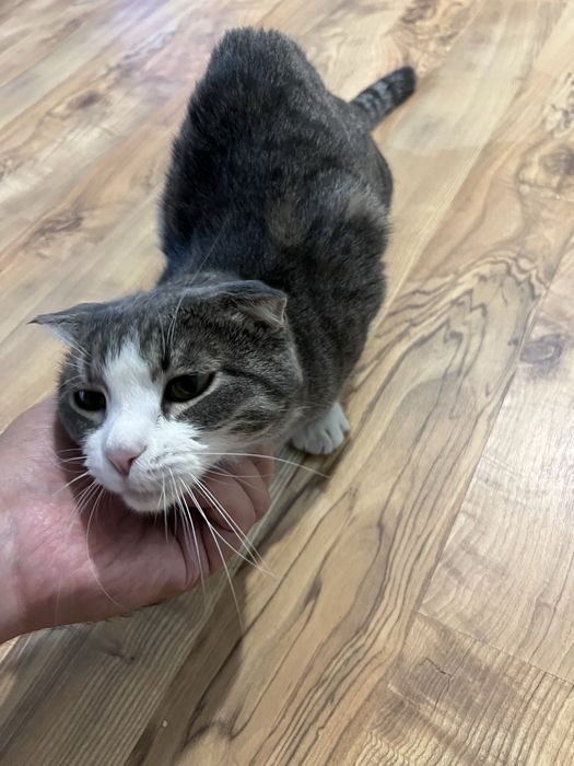 Отдам кота кошку котёнка