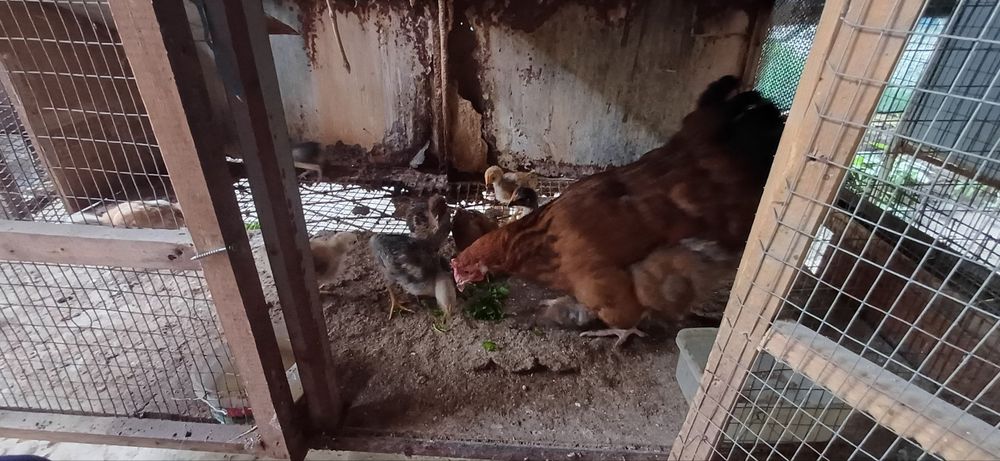 15kunlik jo'jalar sotiladi