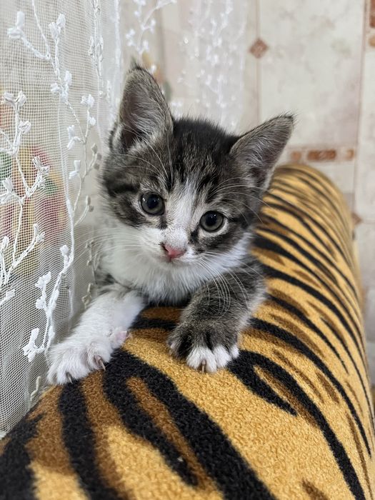 Отдам котят бесплатно