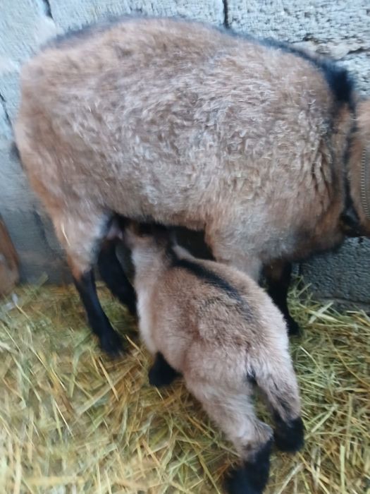 Альпийский чех ешкі сатылады