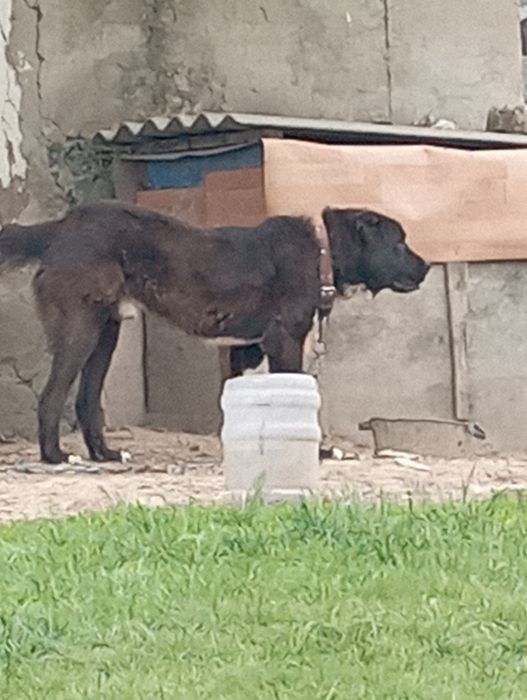 Бойка будущий чемп