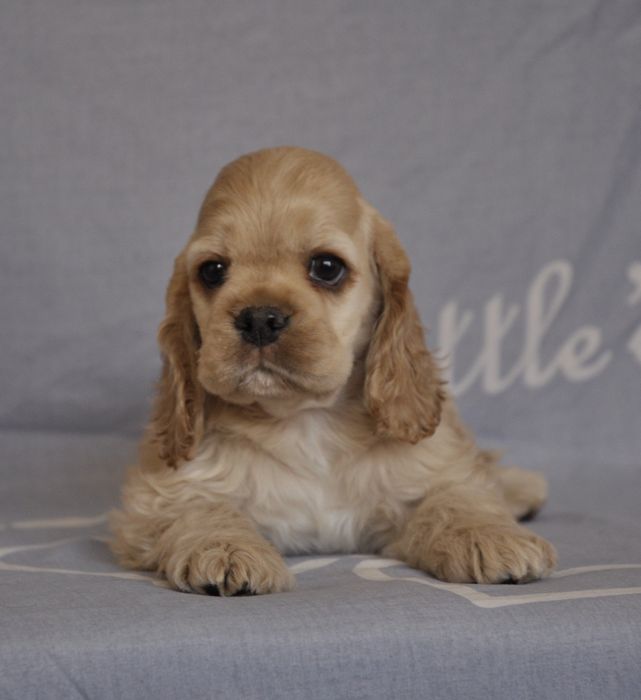 Щенки Американского кокер спаниеля.