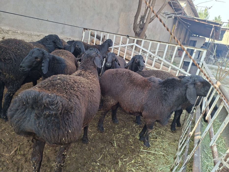 Zotga Qôchqorlar sotiladiii.