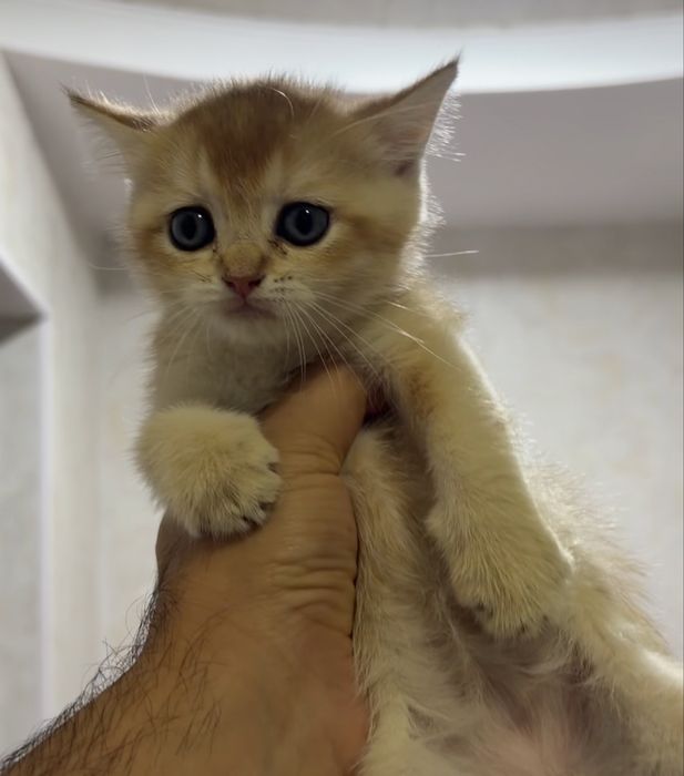 Британские котята