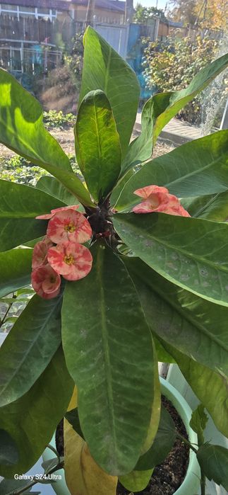 Продам комнатные цветы.