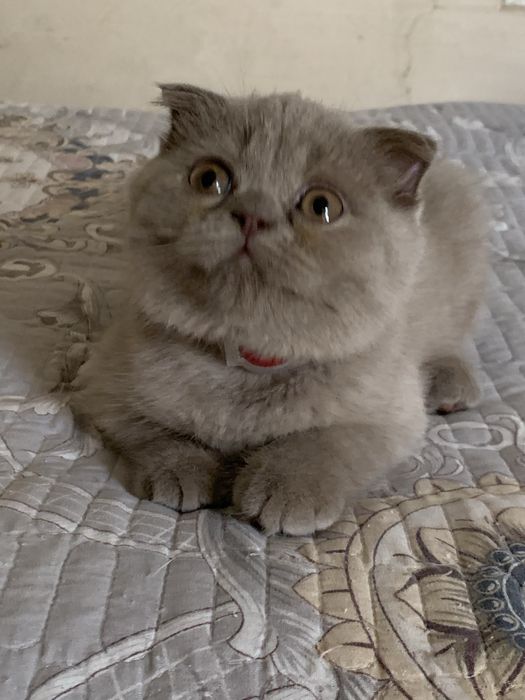 Продается котенок скоттиш фолд