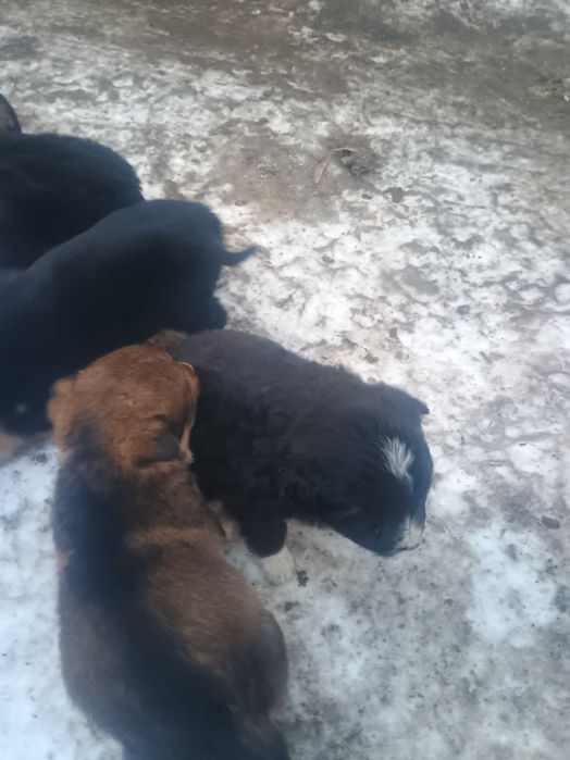 Donez căței talie mică