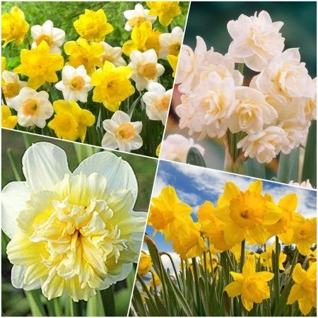 Луковици на 6 вида лале и 4 вида нарцис