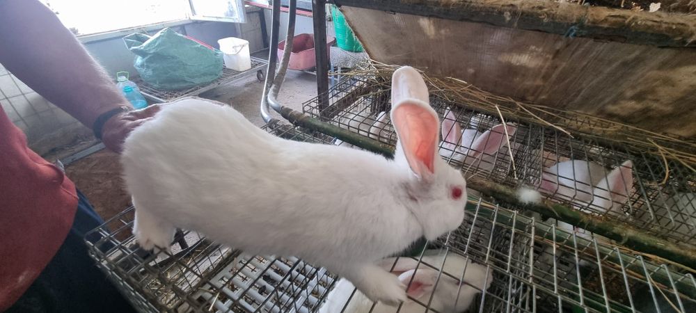 Vînd iepuri hycoli francez