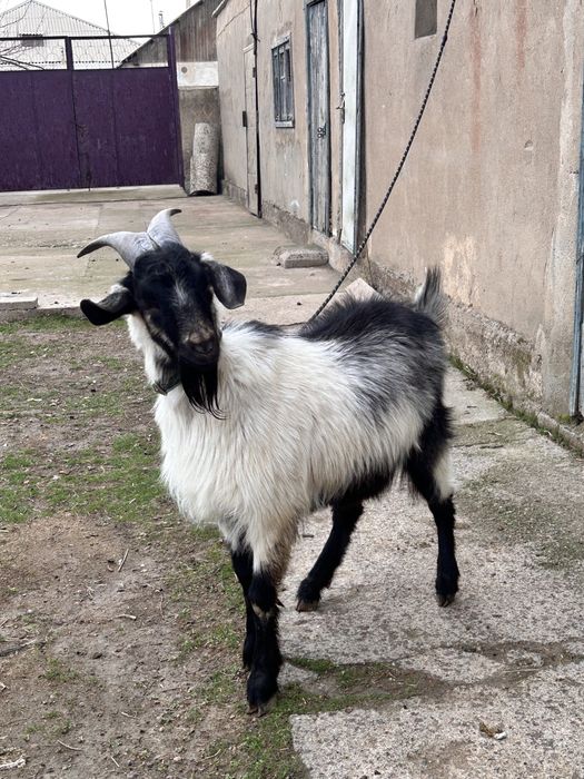 Альпийский теке сатылады