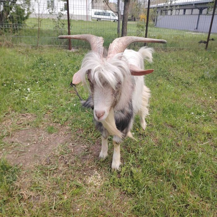 Animale de vanzare