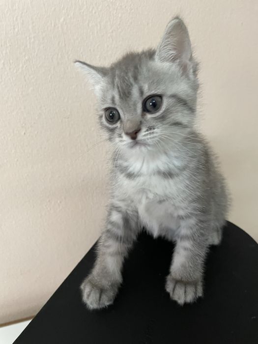 Элитные шотландские котята