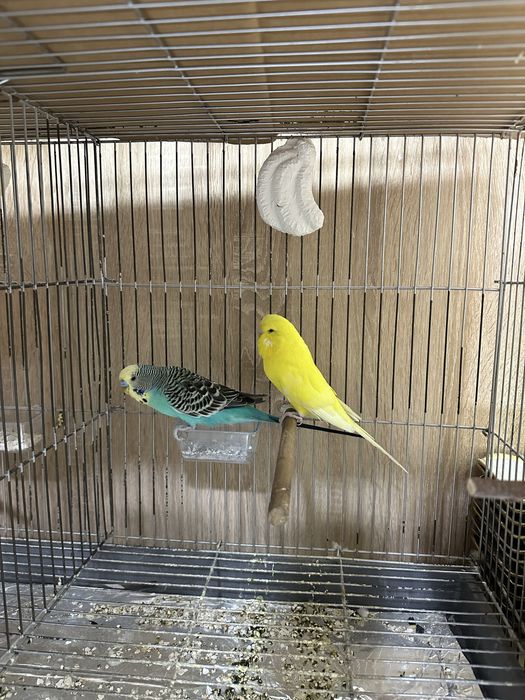 Папугайла Сотилади