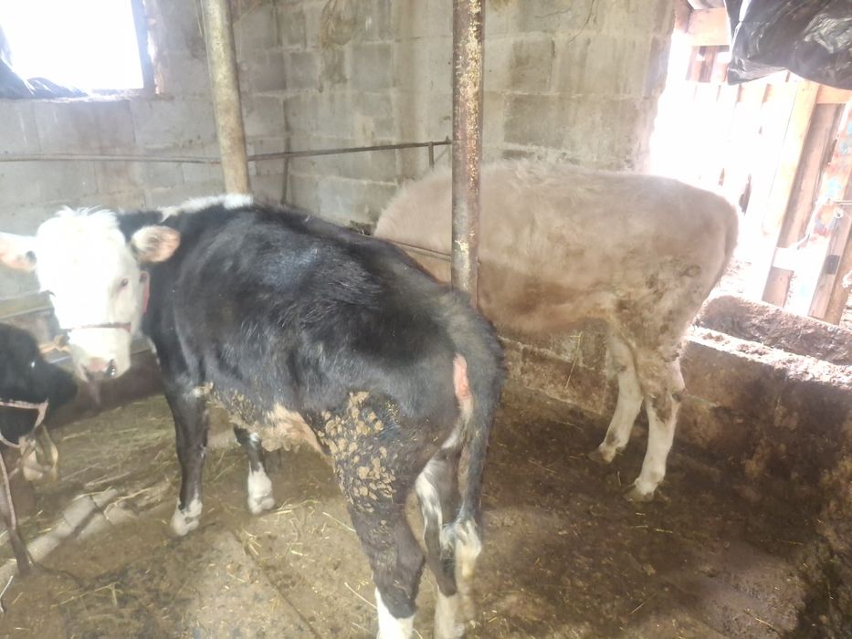 телочки и бычок 1