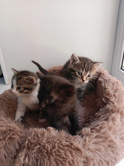 Отдам котят в добрые руки