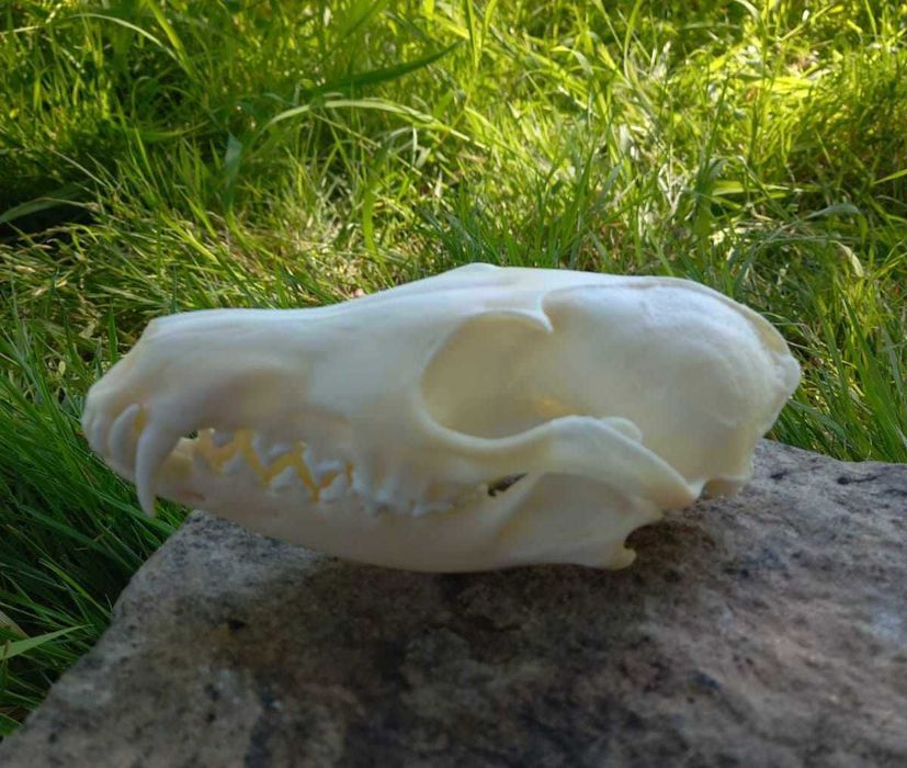 trofeu.trofee.craniu vulpe frumoasa