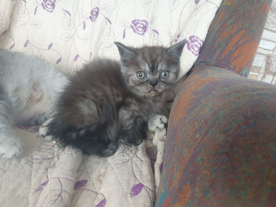 Pisici british disponibili