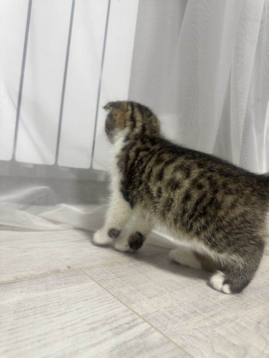 вислоухий котенок