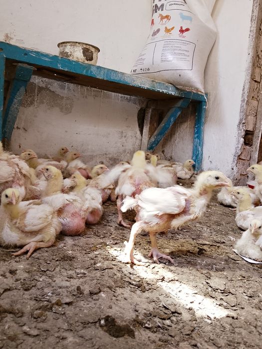 Продам домашних бройлеров