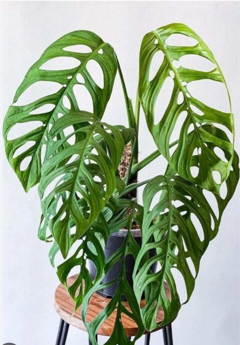 Монстера Эскелето.