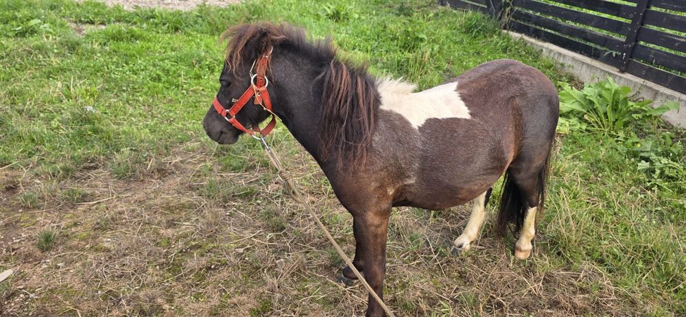 Mini Ponei de vanzare