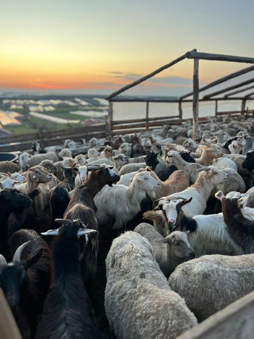 CAPRE SI OI de vanzare