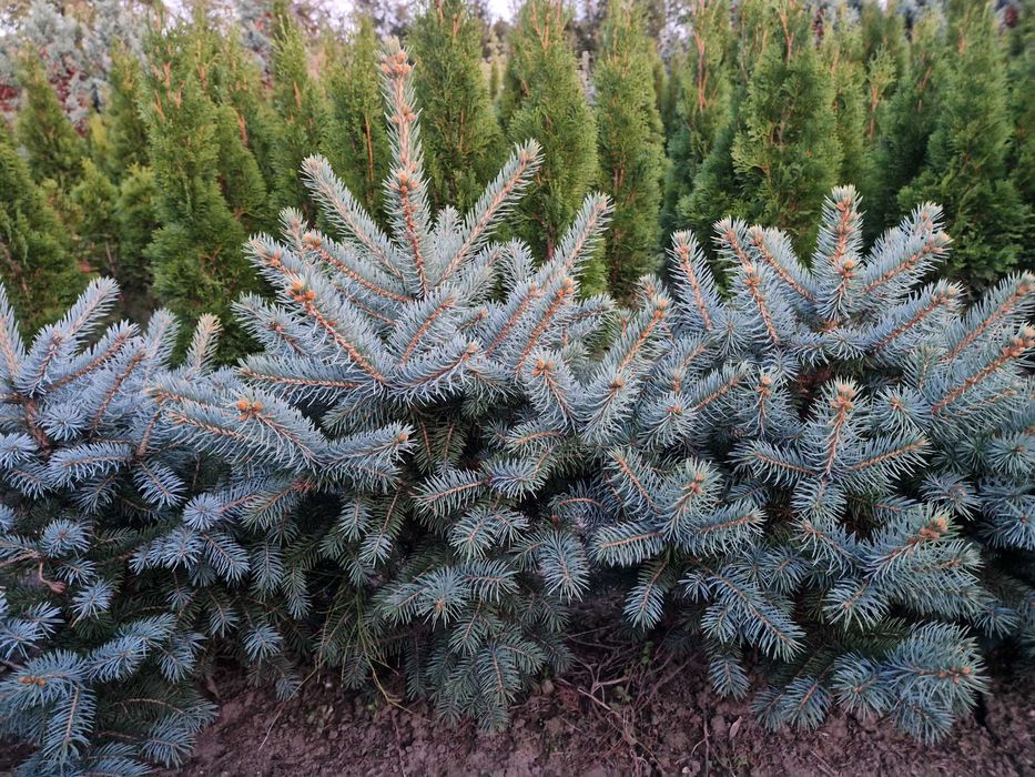 Tuia/  tuia smaragd/ buxus/ brad/ chamaecyparis