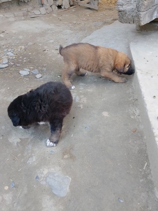 Alabay zottor it bolasi koʻrinishi zoʻr bir yarim oylik