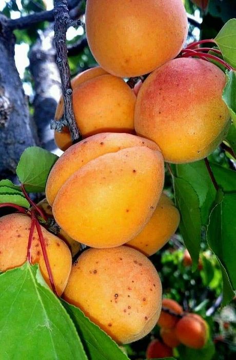 Pomi Fructiferi Columnari (Soiuri De Cais )