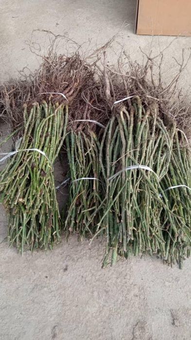 Продам саженцы роз