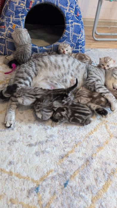 Британские котята мраморные