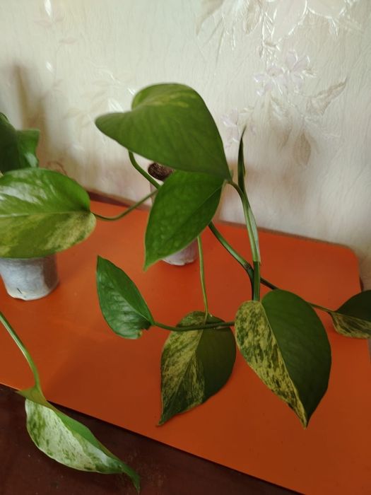 Продам комнатный цвет