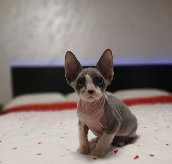 Fetiță sphinx/sfinx deosebita