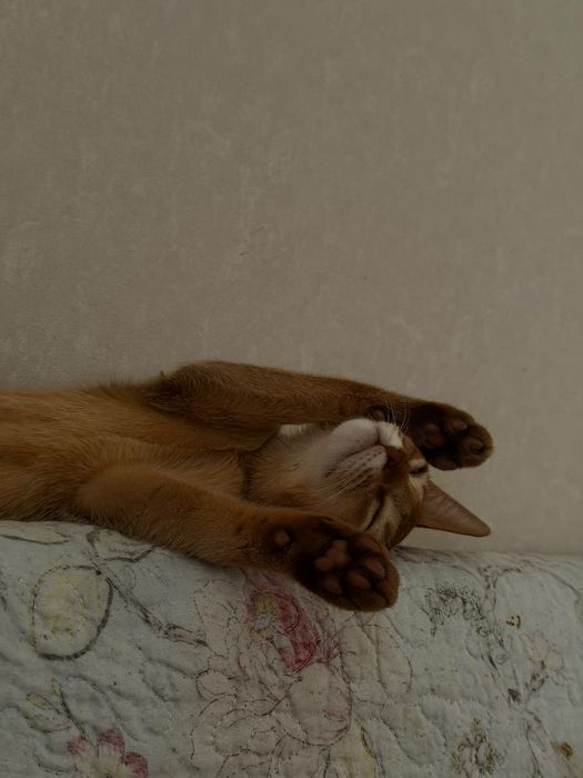 Абиссинские котята бронь