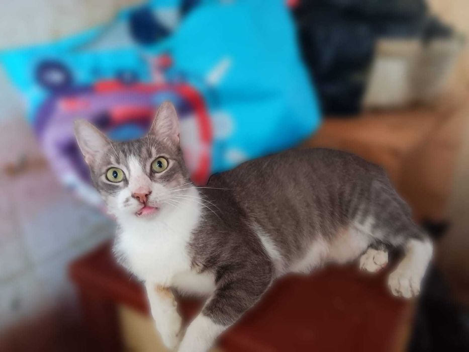 Adoptie motani tineri
