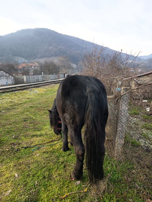 Vând armăsar 8 ani cuminte merge la căruță și călărie